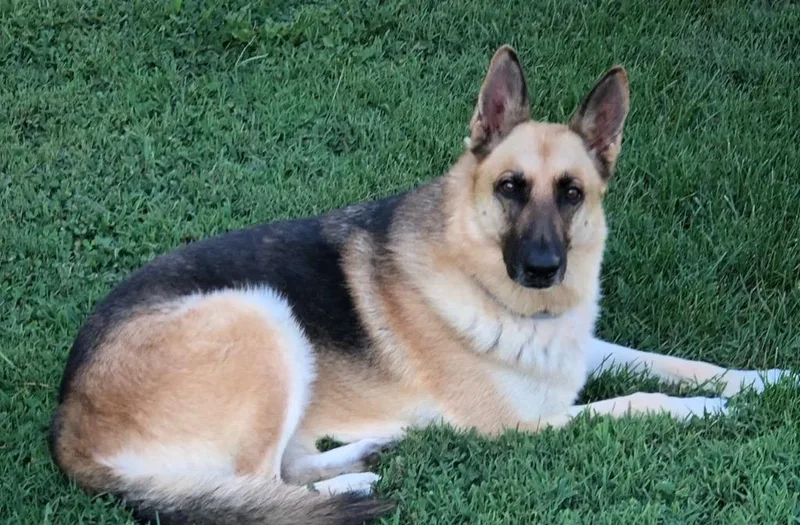 Ellie
