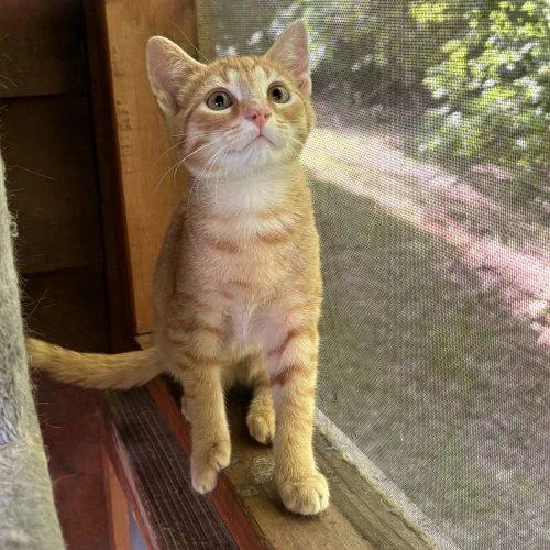 Marmalade