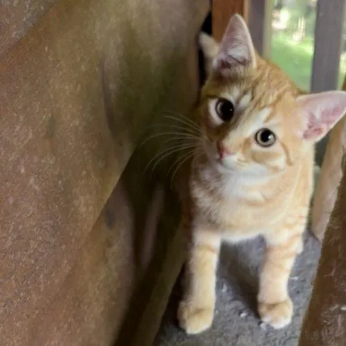 Marmalade thumbnail 2