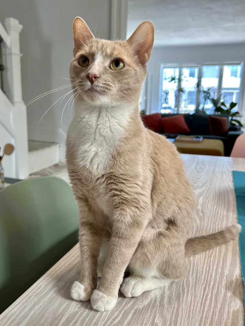 Casserole thumbnail 2