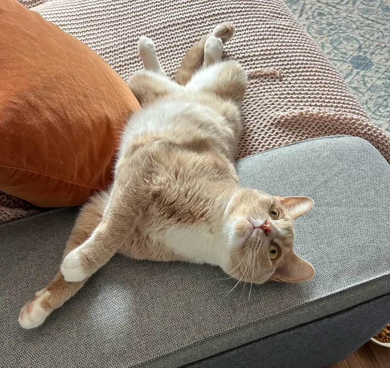 Casserole thumbnail 3