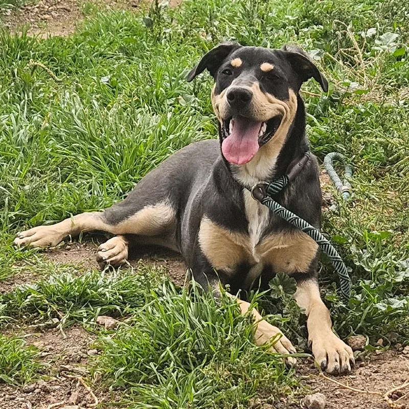 A young medium-sized female Black Shepherd dog named Mo for adoption in Flagstaff, AZ