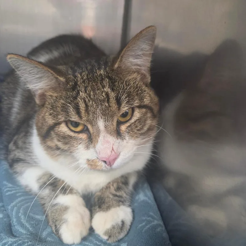 An adult medium-sized male Domestic Short Hair cat named Eli for adoption in Corydon, IN