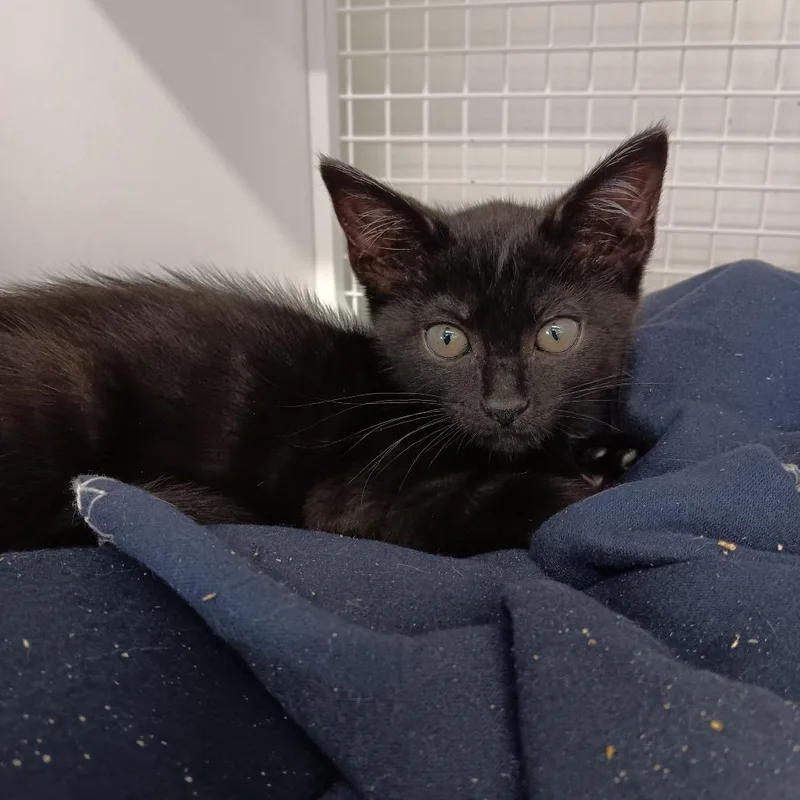 A baby small-sized male Black Domestic Short Hair cat named Silly for adoption in Elizabeth City, NC