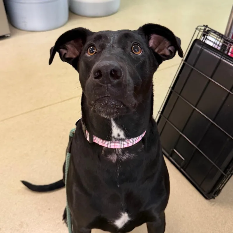 An adult large-sized female Black Labrador Retriever dog named Lacy Nova for adoption in Warwick, RI