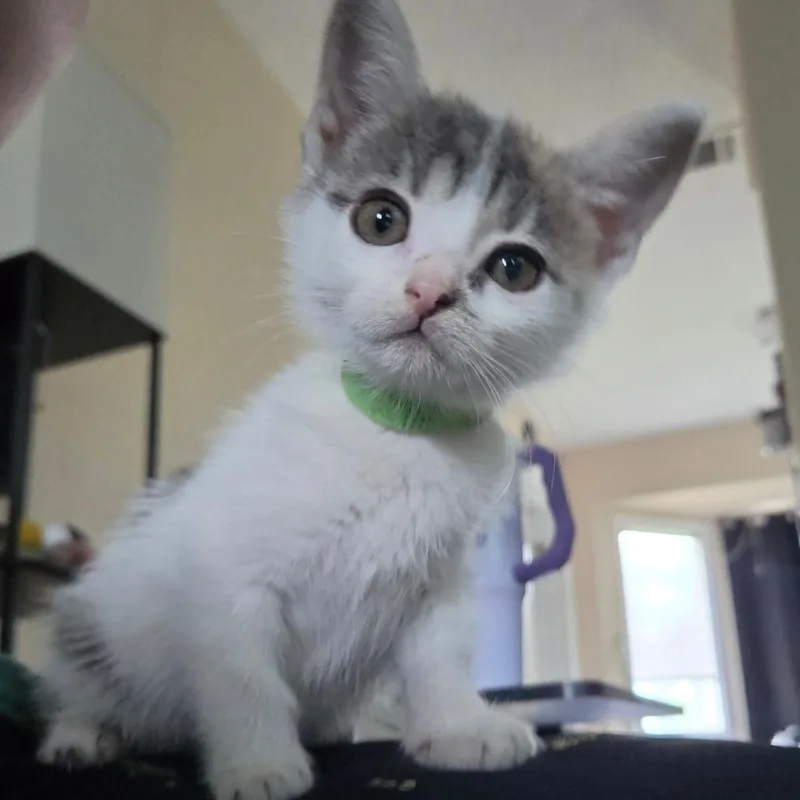 A baby extra large-sized female White Domestic Short Hair cat named White Iverson DR for adoption in Tallahassee, FL