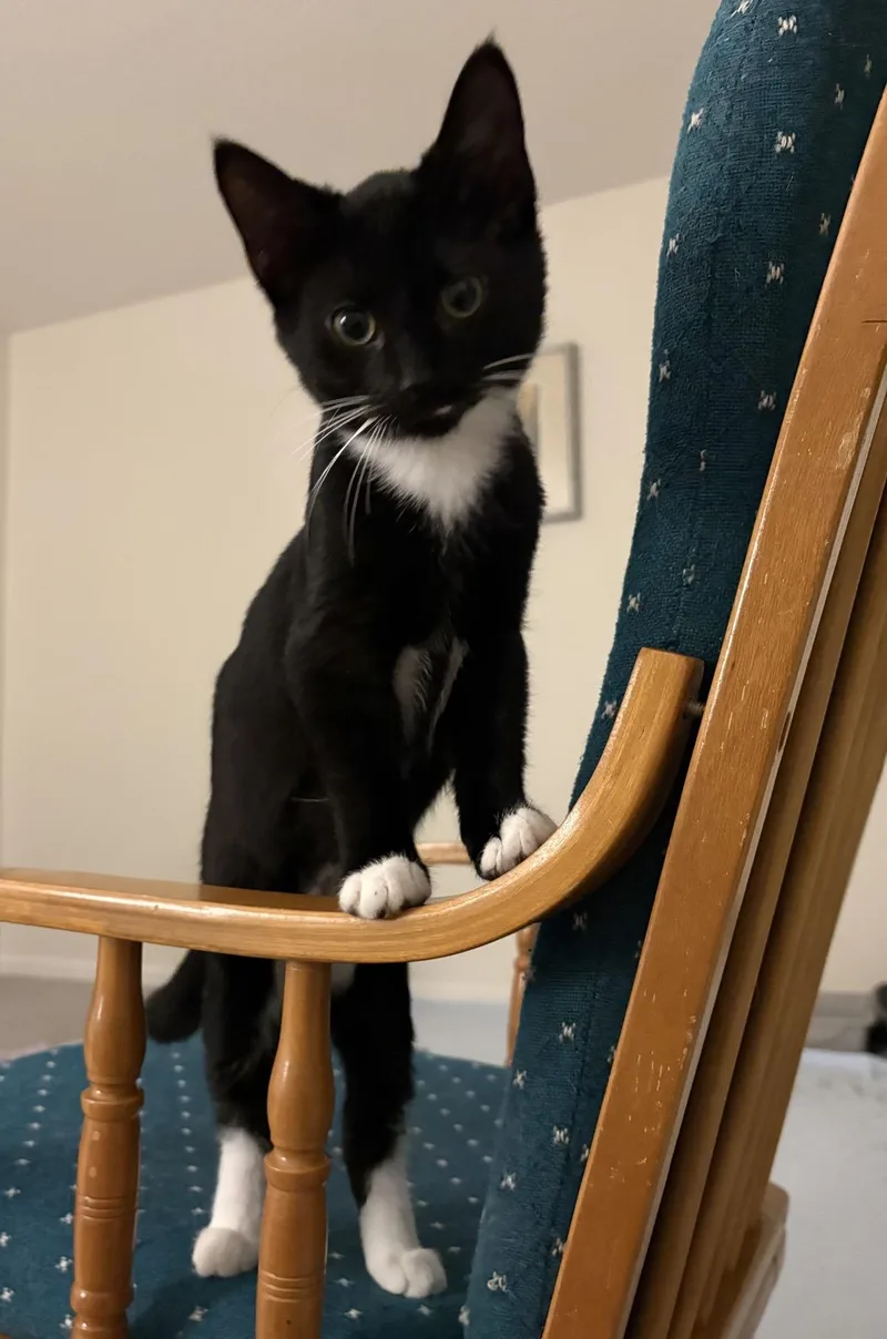 A baby small-sized female Black & White / Tuxedo Domestic Short Hair cat named Dash for adoption in Indianapolis, IN