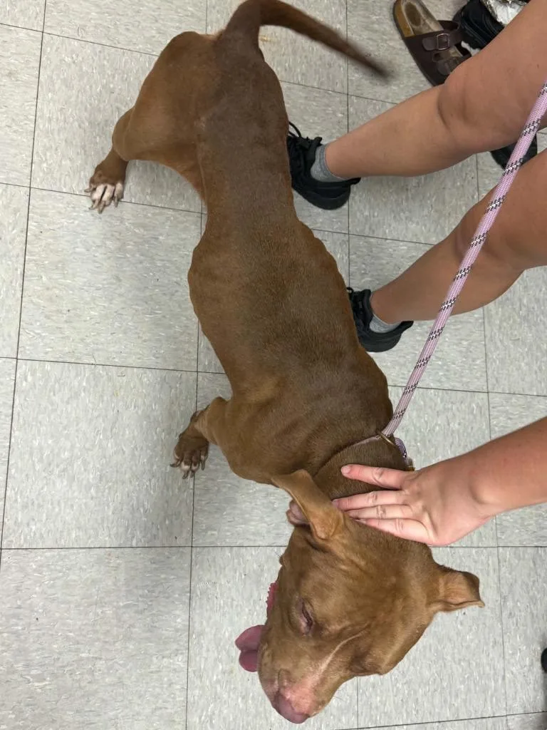 A senior medium-sized female Pit Bull Terrier dog named Sesame for adoption in Sorrento, LA