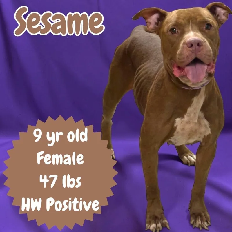 Sesame thumbnail 3