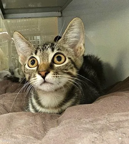 A young small-sized female Domestic Short Hair cat named Fuji for adoption in Phoenix, AZ