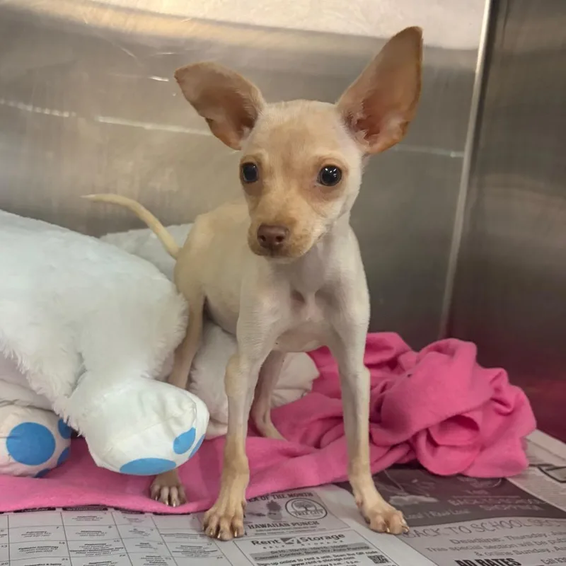 A baby small-sized female Chihuahua dog named Par for adoption in San Antonio, TX