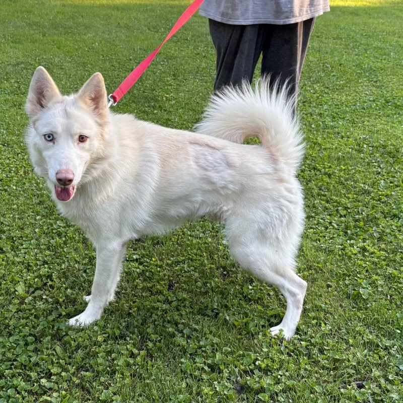 An adult medium-sized male Siberian Husky dog named Martin for adoption in Carol Stream, IL