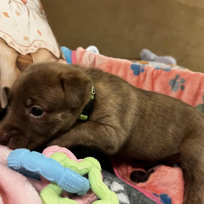 A young large-sized female Brown / Chocolate Labrador Retriever dog named Maizie for adoption in Aledo, TX