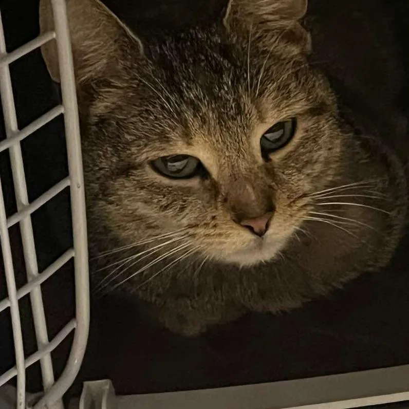 An adult small-sized female Gray / Blue / Silver Domestic Short Hair cat named Mystery for adoption in Winchester, VA