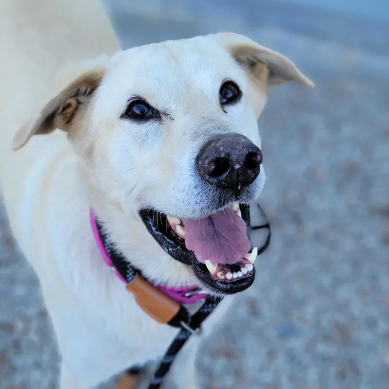 A senior large-sized female Yellow / Tan / Blond / Fawn Yellow Labrador Retriever dog named Nevaeh for adoption in Dover, NH