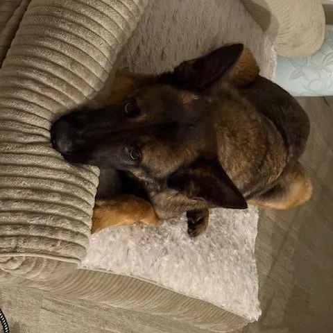 A young medium-sized female Sable German Shepherd Dog dog named Leo for adoption in Roswell, GA