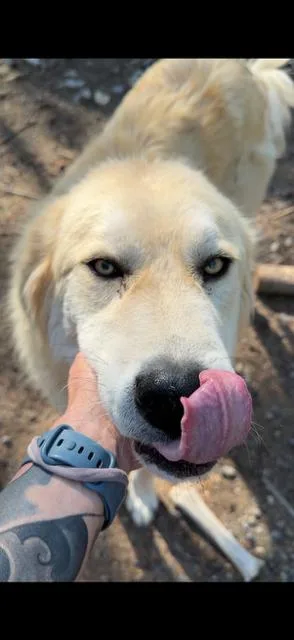 An adult extra large-sized female White / Cream Kangal Shepherd Dog named Sia & Finneas  for adoption in Polson, MT