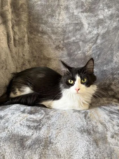 An adult medium-sized female Domestic Medium Hair cat named Yoshi for adoption in Buffalo, MN