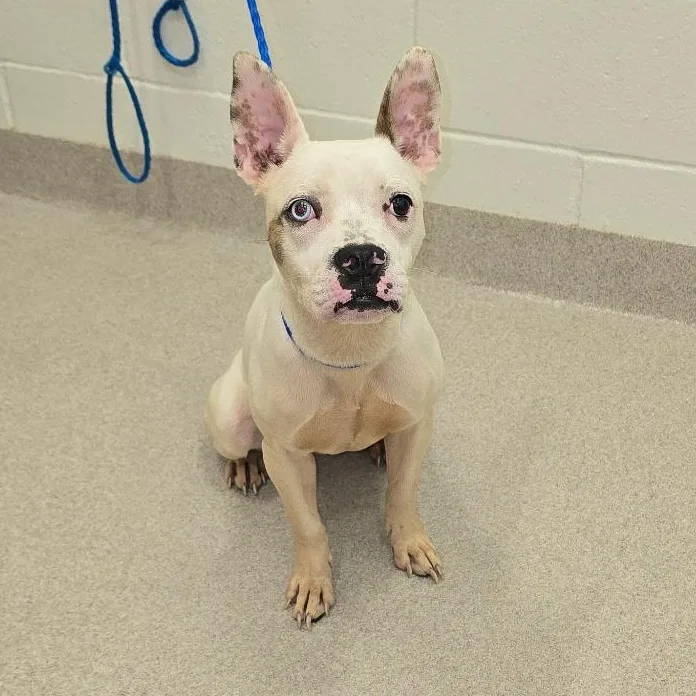 An adult small-sized female Merle (Red) Boston Terrier dog named 26-296 for adoption in Amityville, NY