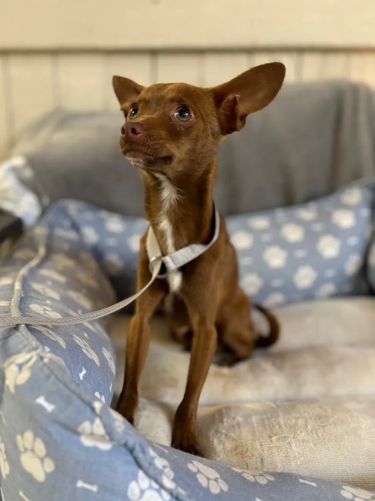 A young small-sized male Chihuahua dog named Paco for adoption in Fort Worth, TX
