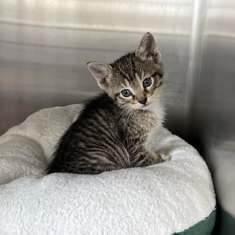 A baby small-sized female Brown / Chocolate Domestic Short Hair cat named Sophia for adoption in Canton, IL