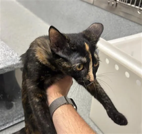 A young small-sized female Domestic Short Hair cat named Bingo for adoption in Indianapolis, IN