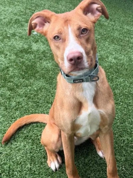 A young medium-sized male Pit Bull Terrier dog named Cyril for adoption in Palatine, IL