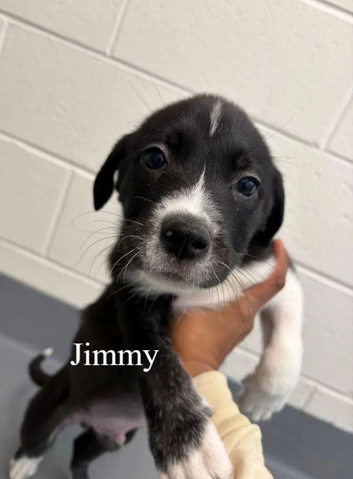 Jimmy