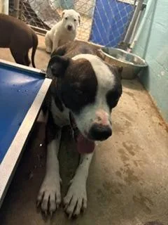 A young medium-sized female Mixed Breed dog named Maddie for adoption in Lafayette, TN