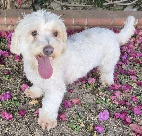 A young small-sized female White / Cream Maltipoo dog named Maisey for adoption in Fresno, CA