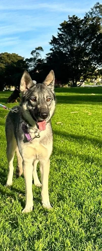 Sapphire thumbnail 3