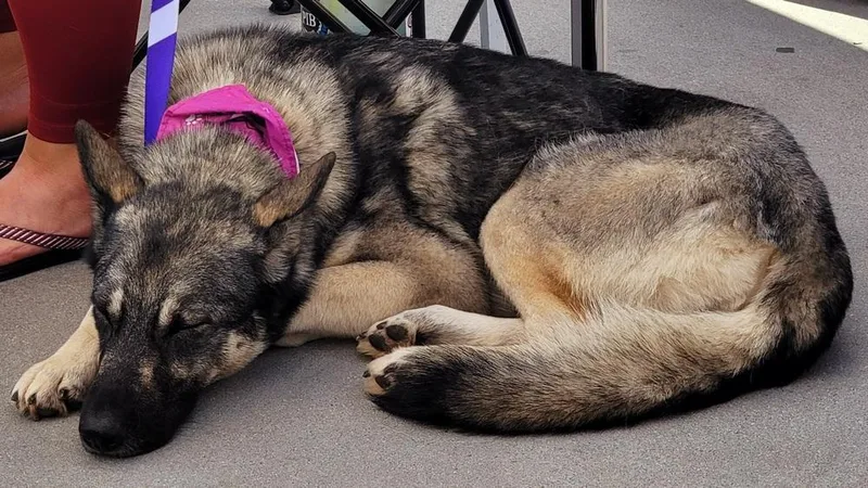 Sapphire thumbnail 4