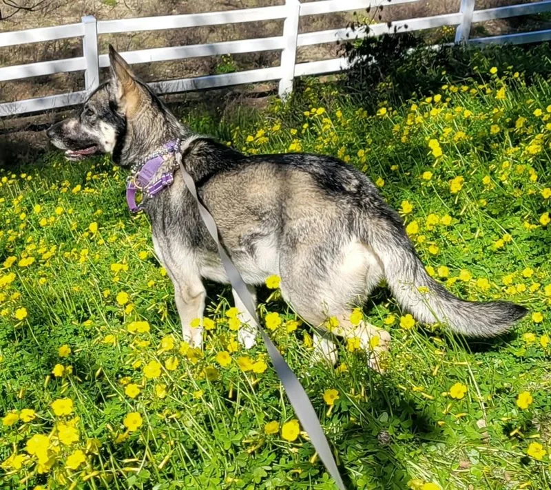 Sapphire thumbnail 5