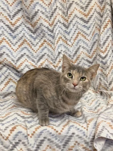 A young medium-sized female Domestic Short Hair cat named Happy China for adoption in Madison, GA