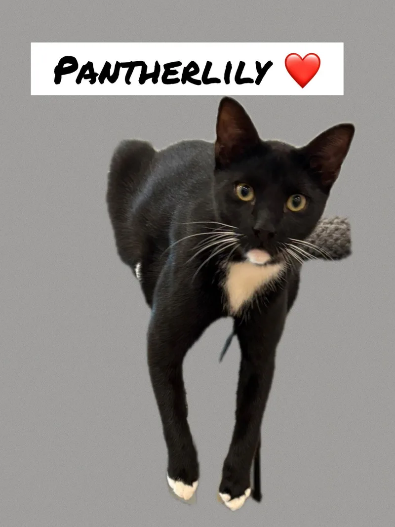 Pantherlily