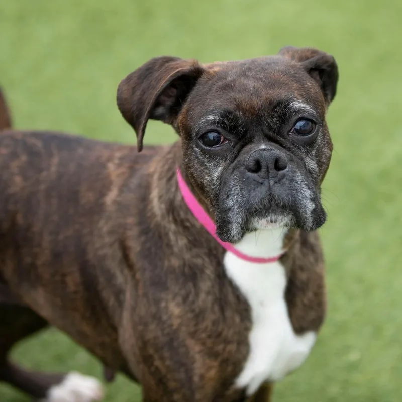 A senior medium-sized female Brindle Boxer dog named Katniss for adoption in Peyton, CO