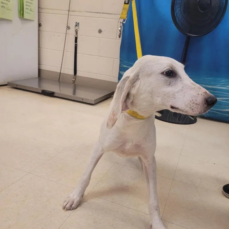 An adult medium-sized male White / Cream Hound dog named Yukon for adoption in Lake Panasoffkee, FL