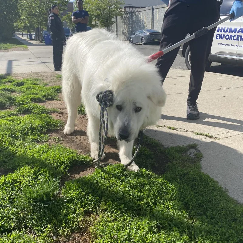 An adult small-sized male White / Cream Great Pyrenees dog named Jacob for adoption in Newark, NJ