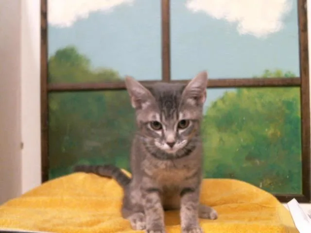 A baby small-sized female Domestic Short Hair cat named Anastasia for adoption in Houston, TX