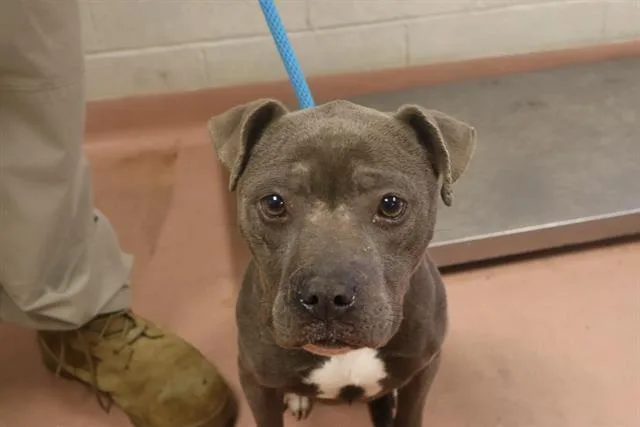 An adult medium-sized female Mixed Breed dog named Piko for adoption in Columbia, SC