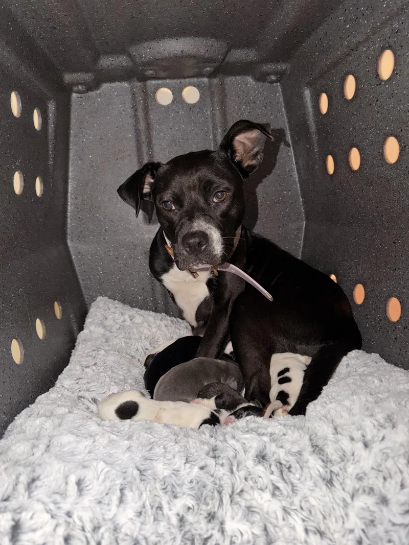 Lil Momma thumbnail 2