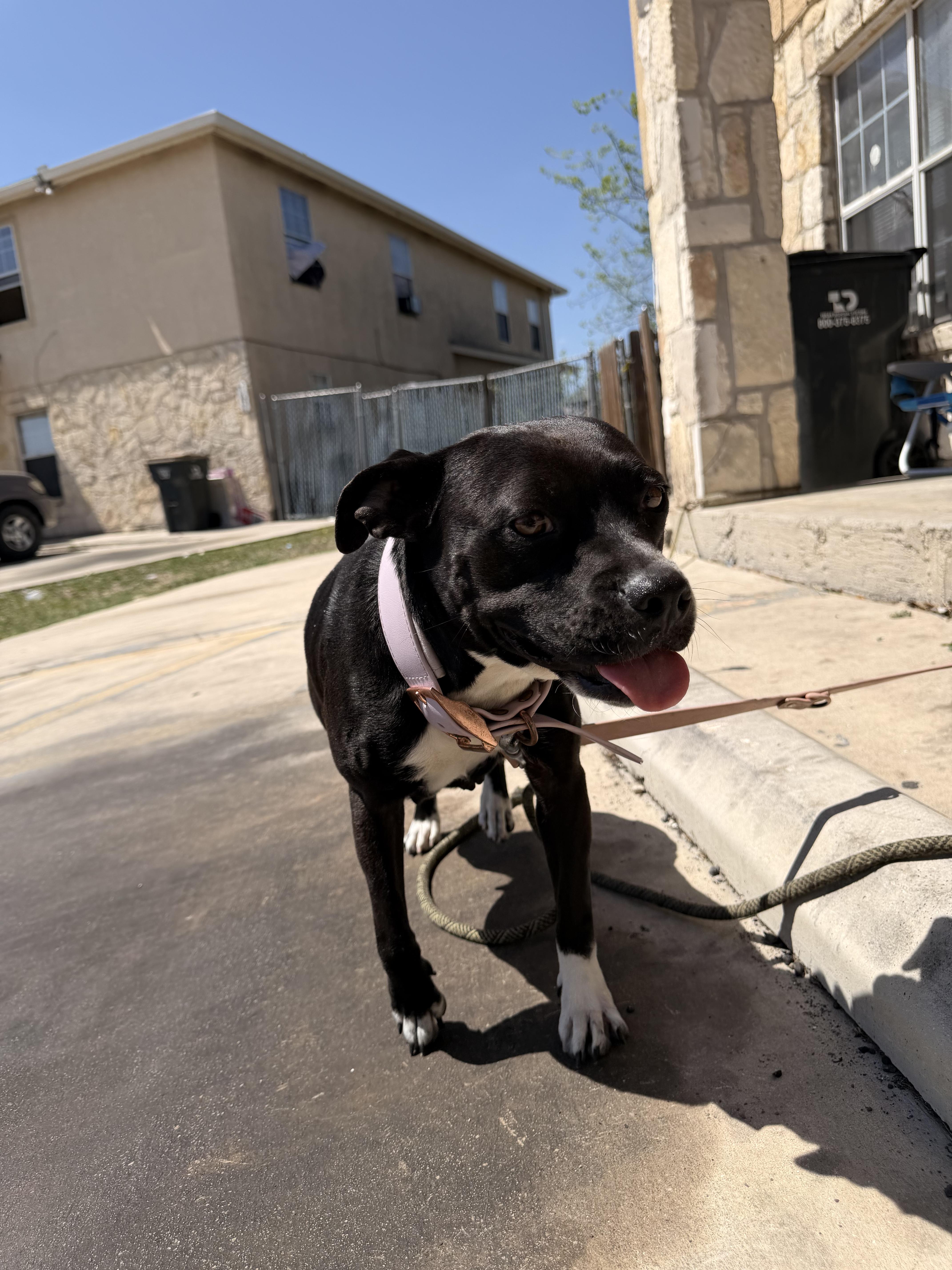 A young medium-sized female Black American Staffordshire Terrier dog named Lil Momma for adoption in Dallas, TX