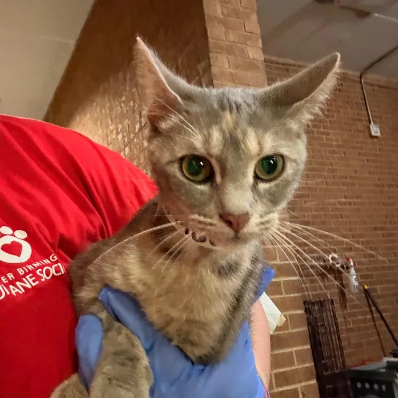A young medium-sized female Tortoiseshell Domestic Short Hair cat named Daria for adoption in Birmingham, AL