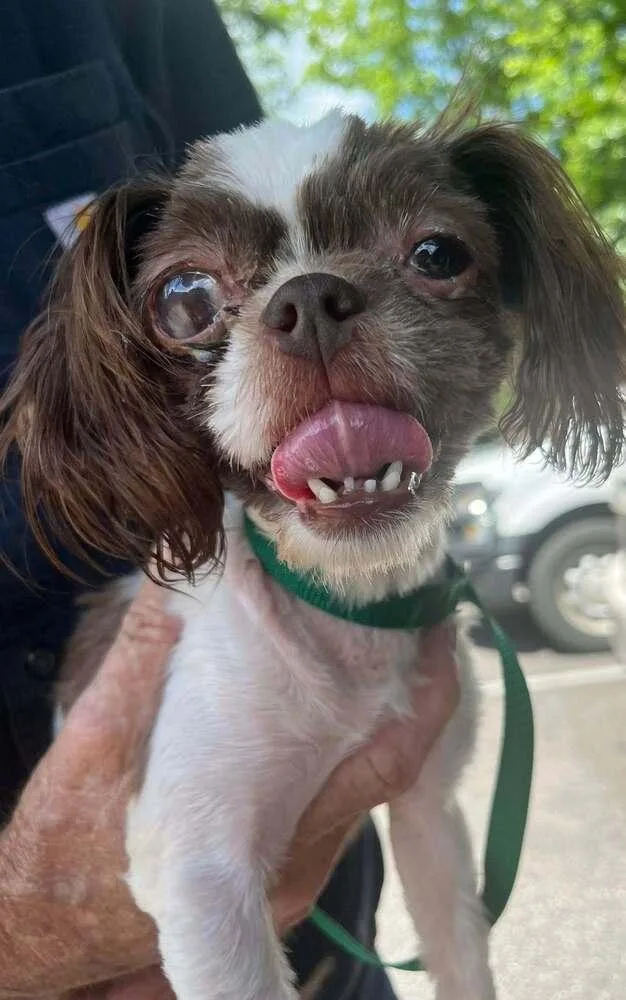 An adult small-sized female Shih Tzu dog named Lilly Marie for adoption in New York, NY