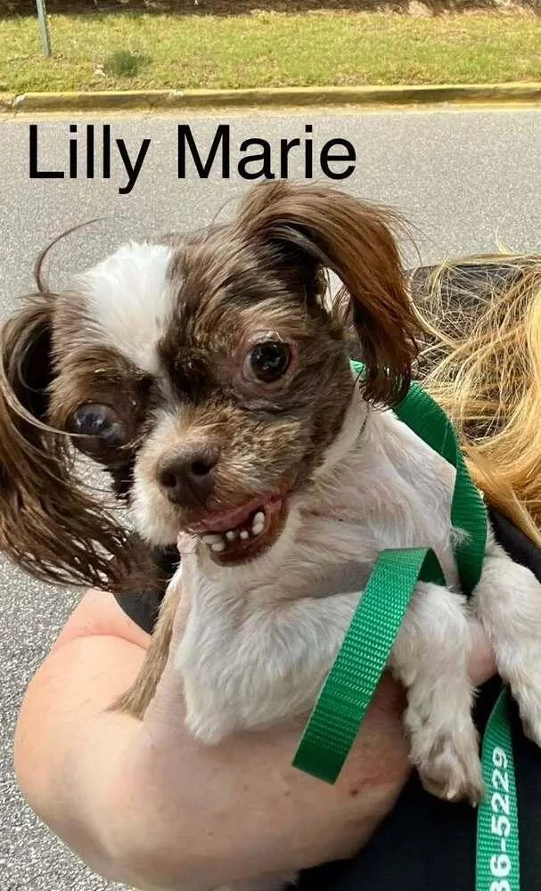 Lilly Marie thumbnail 2