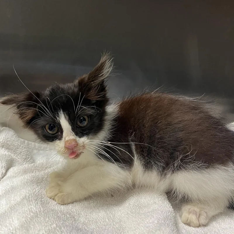 A baby small-sized female Brown / Chocolate Domestic Short Hair cat named Morning Star for adoption in Bryan, TX