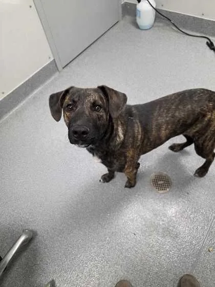 An adult large-sized male Mixed Breed dog named Walter for adoption in Sevierville, TN