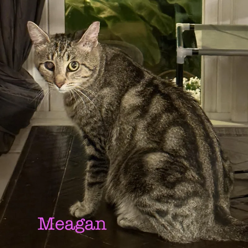 An adult medium-sized female Tabby (Gray / Blue / Silver) Domestic Short Hair cat named Momma Meagan for adoption in Murfreesboro, TN