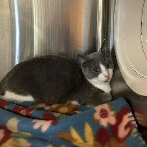 A young medium-sized male Domestic Short Hair cat named Bingo for adoption in Knoxville, TN