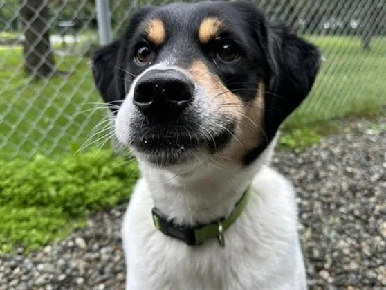 Pongo